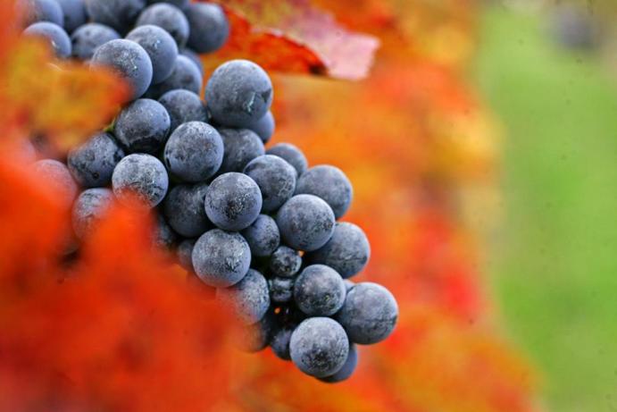 Kékfrankos szőlő